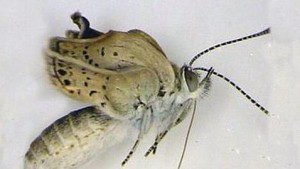 La radiactividad de Fukushima produce malformaciones en las mariposas de Japón