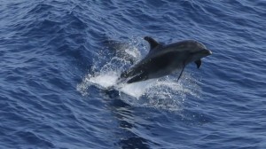¡Santo Mercurio! Los Océanos Triplicaron su Toxicidad por la Actividad Humana.