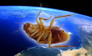 Rusia libera a las Cucarachas Astronautas