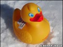 La NASA quiere sus patos de plástico 